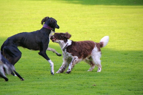 Hundewiese Eickhorst